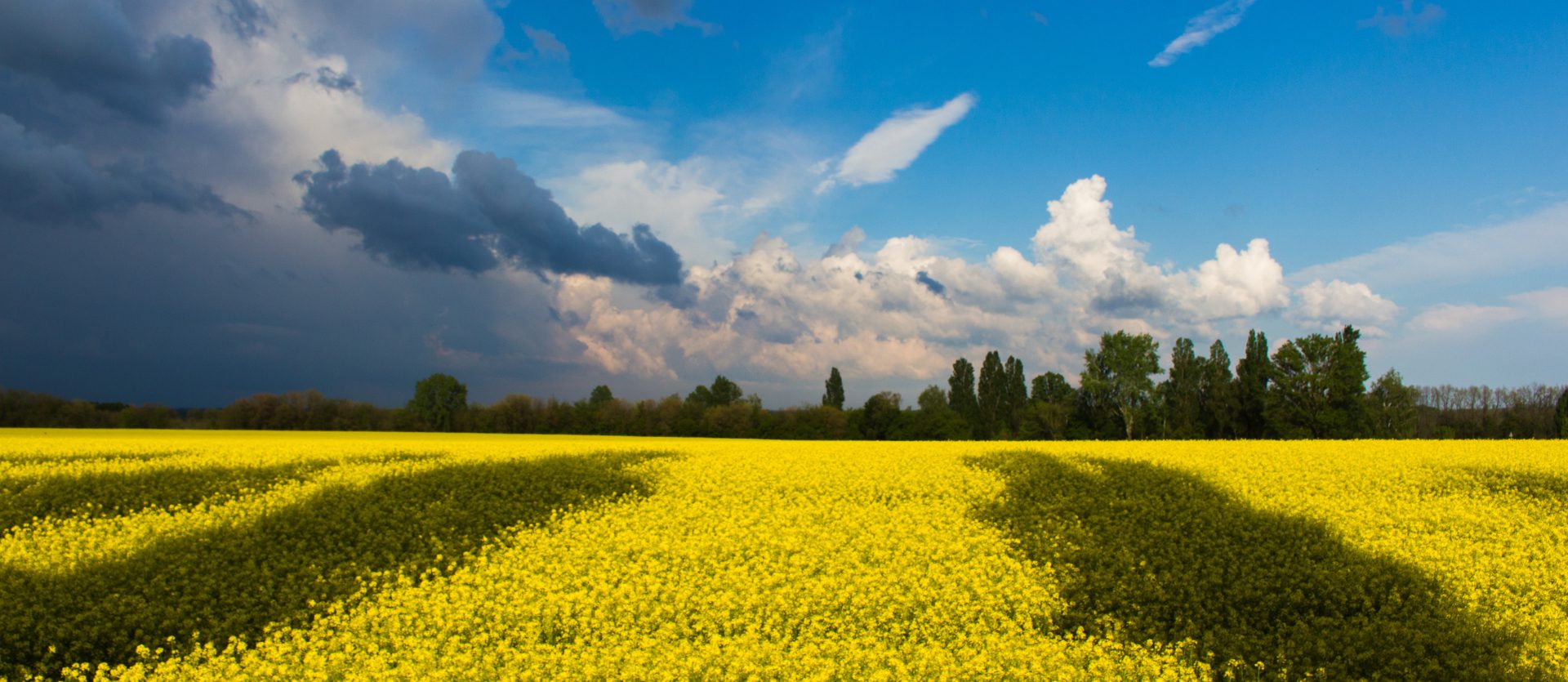 Våpenhvile og fredsforhandlinger i Ukraina umiddelbart.